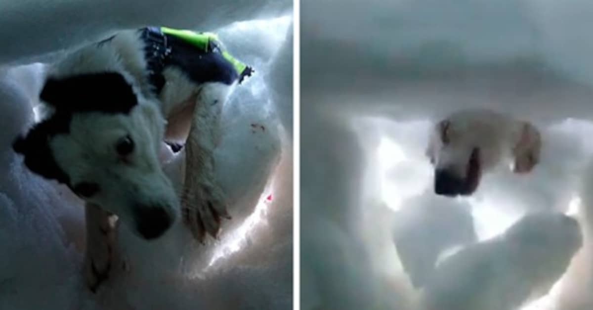 Sepolto nella neve, quest’uomo filma un cane del soccorso alpino che lo salva ed è adorabile