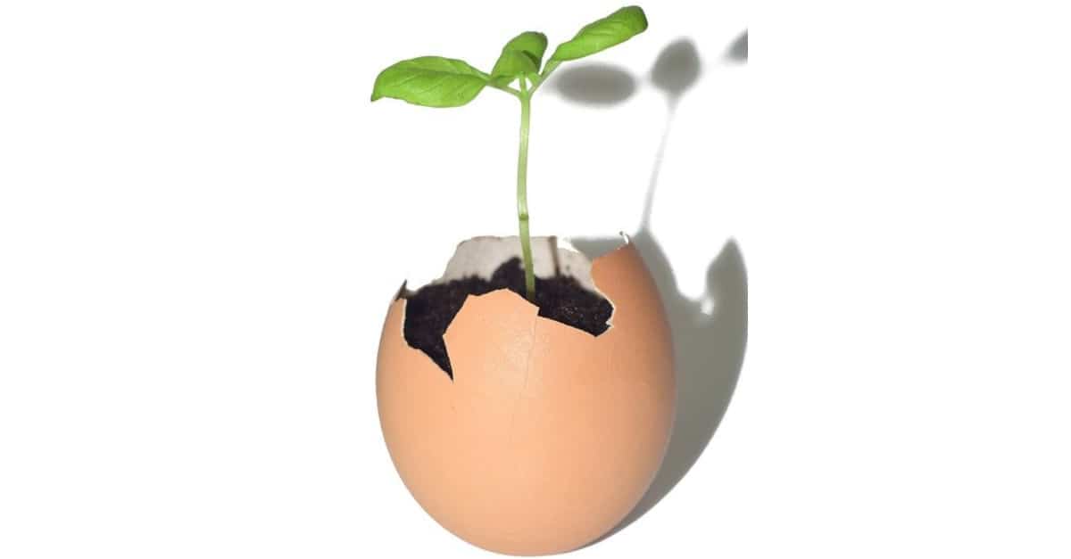 Fertilizza il terreno delle piante con i gusci d’uovo, non buttarli più!