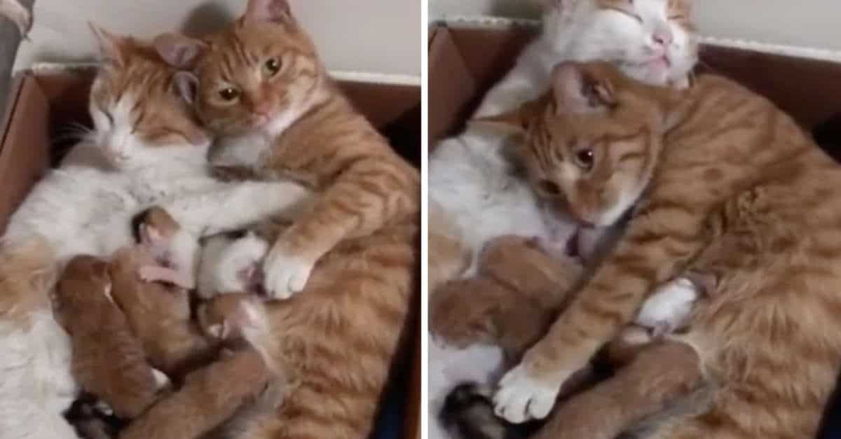 Il papà abbraccia la sua compagna mentre allatta i gattini. La accompagna e si prende cura dei loro cuccioli