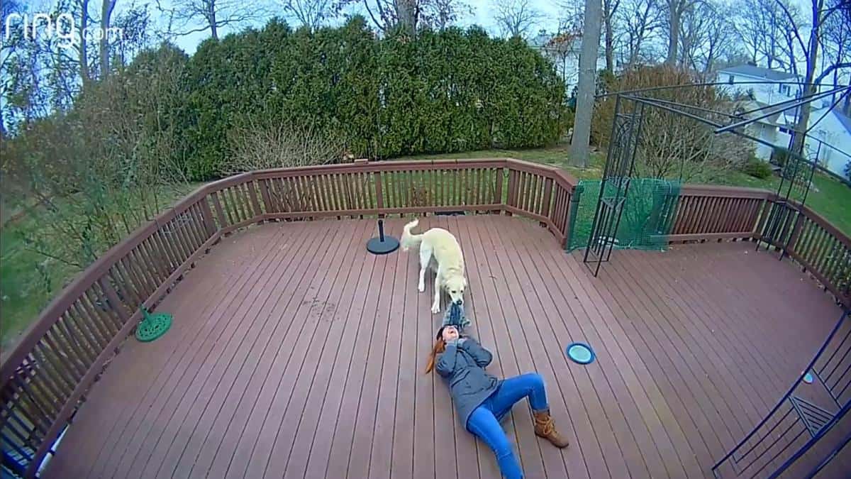Una telecamera registra una donna che scoppia dalle risate perché il suo cane ha scambiato il suo cappuccio per un giocattolo