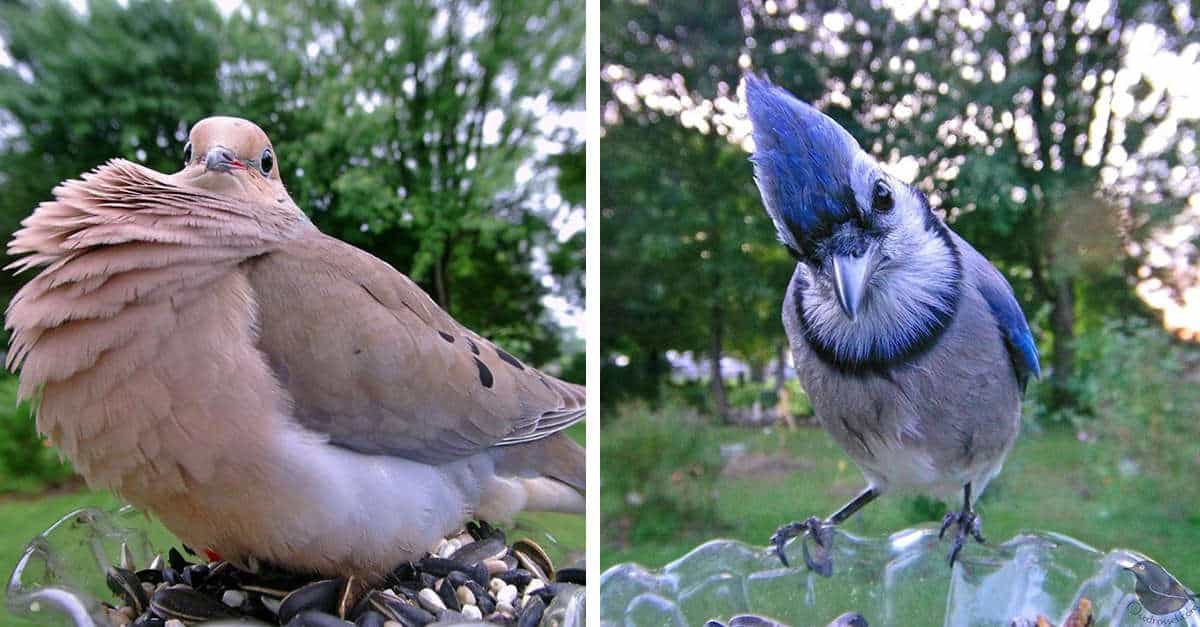 La donna monta la fotocamera nel cibo per uccelli per catturare primi piani di diversi uccelli che visitano il suo cortile