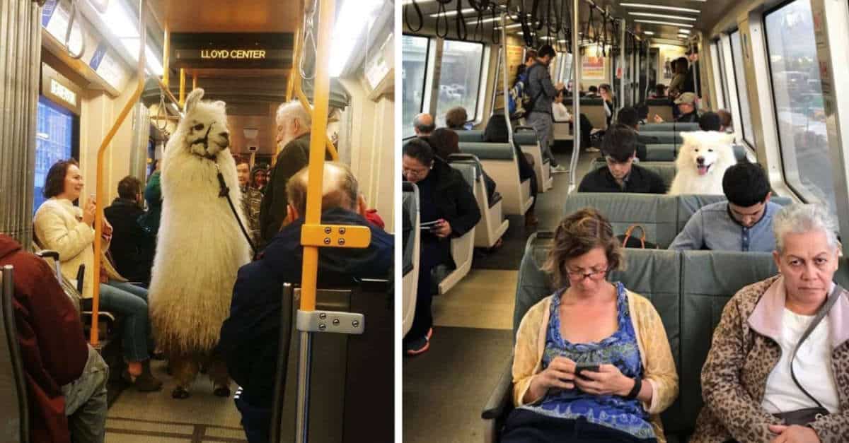 19 animali che hanno dovuto viaggiare in mezzi pubblici e hanno finito per comportarsi meglio degli altri passeggeri