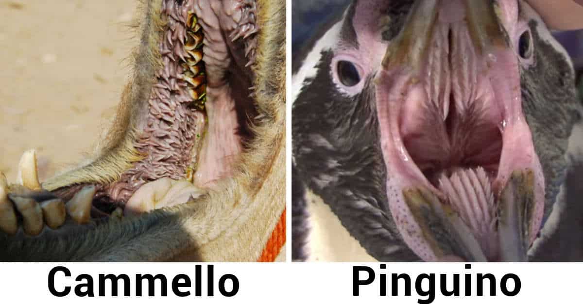 14 bocche di animali che tutti conosciamo, che sembrano quelle di un mostro
