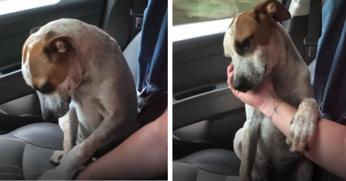 Il cane appena adottato mostra la sua gratitudine alla sua nuova proprietaria e la lascia in un mare di lacrime