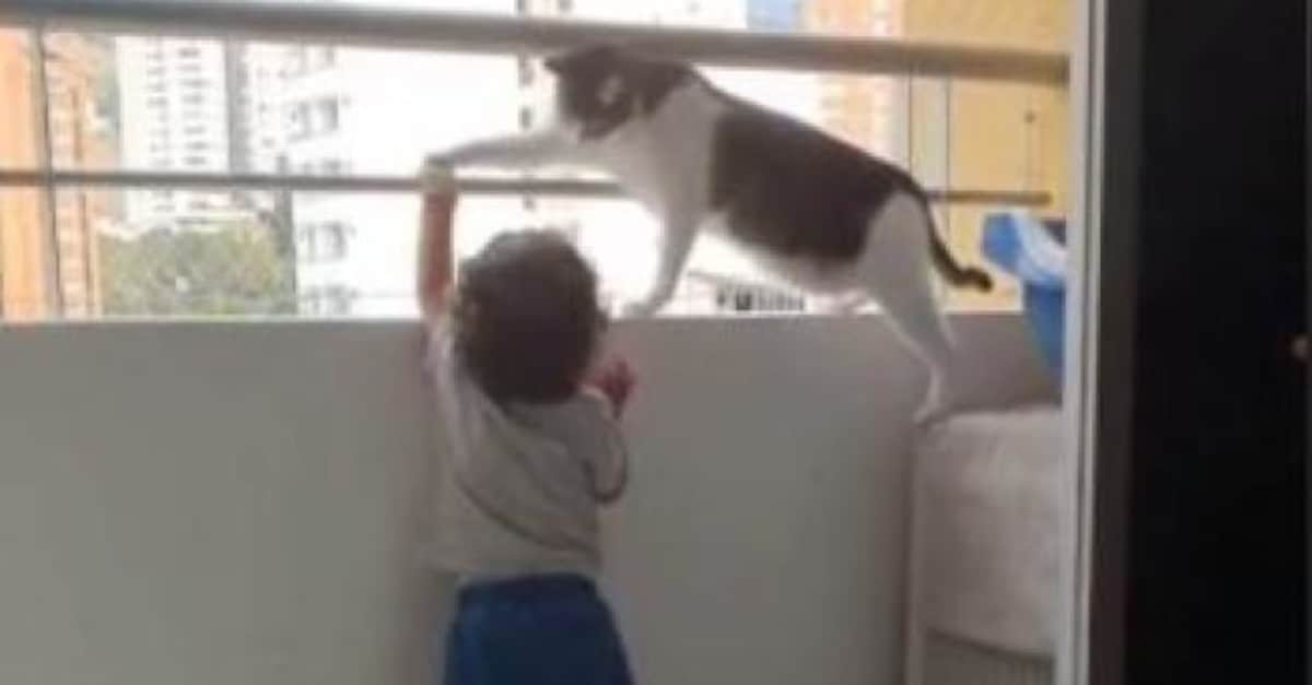 La commovente preoccupazione di un gatto che cerca di impedire ad un bambino di arrampicarsi sul balcone