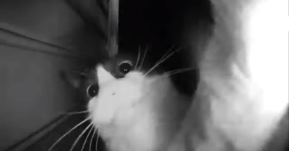 Un gatto impara a suonare il campanello in modo che il suo proprietario apra la porta di casa