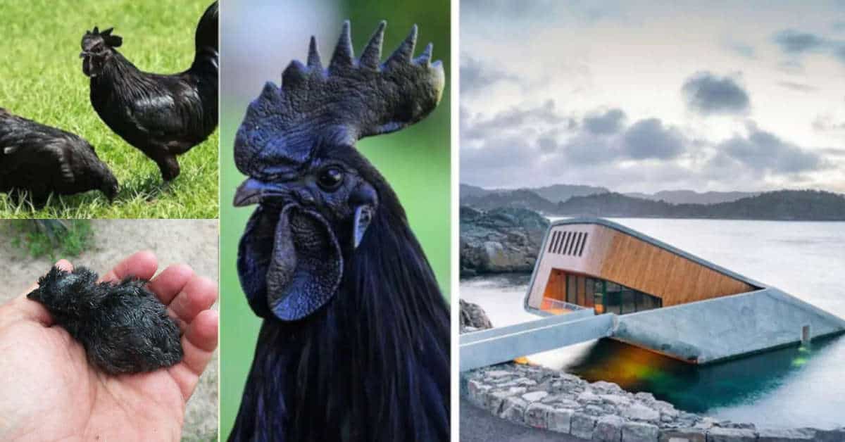 14 fotografie di cose insolite ed affascinanti