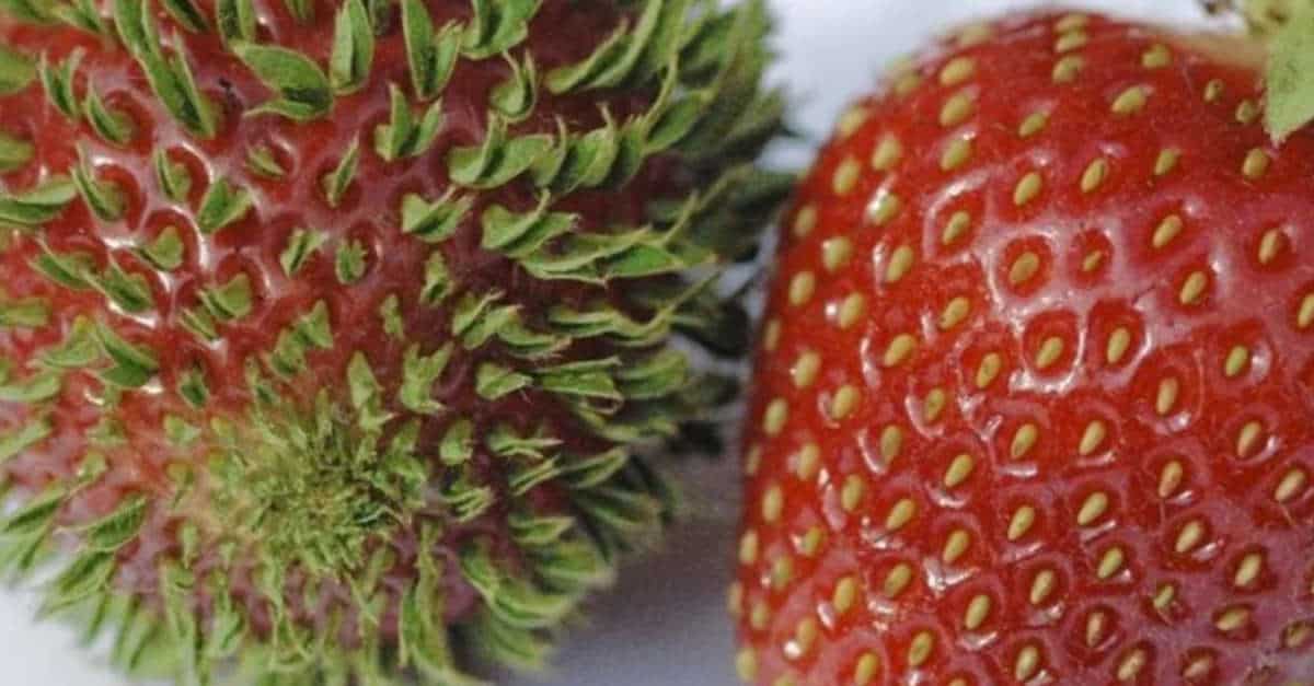 17 Frutti che iniziano a trasformarsi se lasciati troppo a lungo