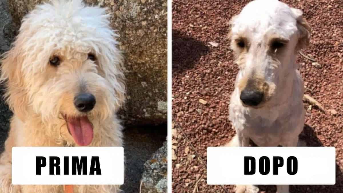 17 cani farebbero volentieri causa ai loro padroni per la nuova acconciatura