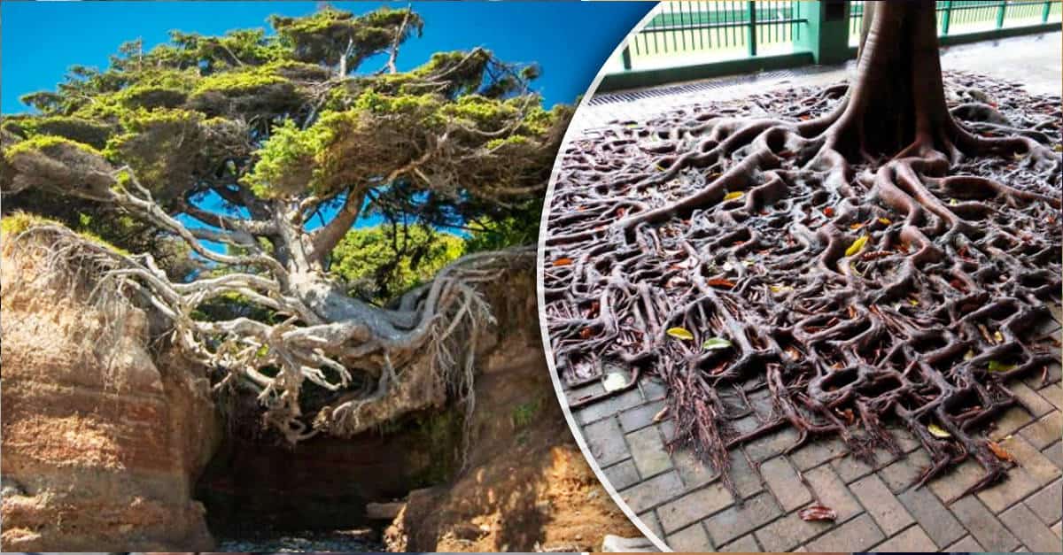 18 alberi che dimostrano come la natura sia più potente di ogni cosa