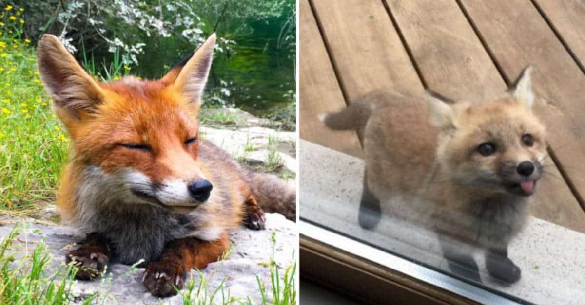 17 volpi che vogliono solo dire “ciao” ai loro amici umani
