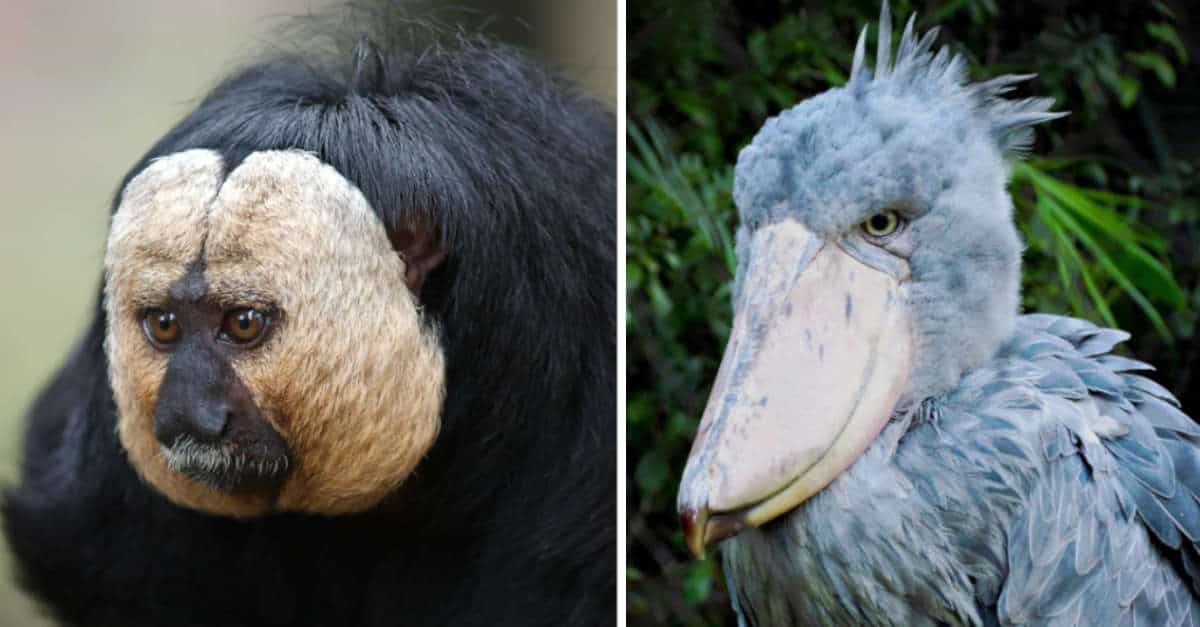 13 simpatici e strani animali che sembrano creati su Photoshop