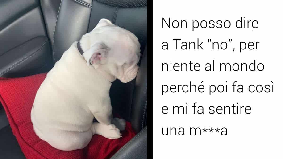 14 foto di cani che arrivano dritte al cuore