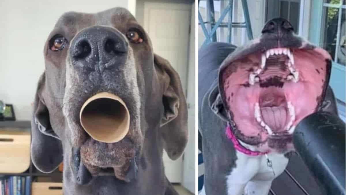 15 mastini danesi che faranno ridere tutti con la loro gigantesca tenerezza