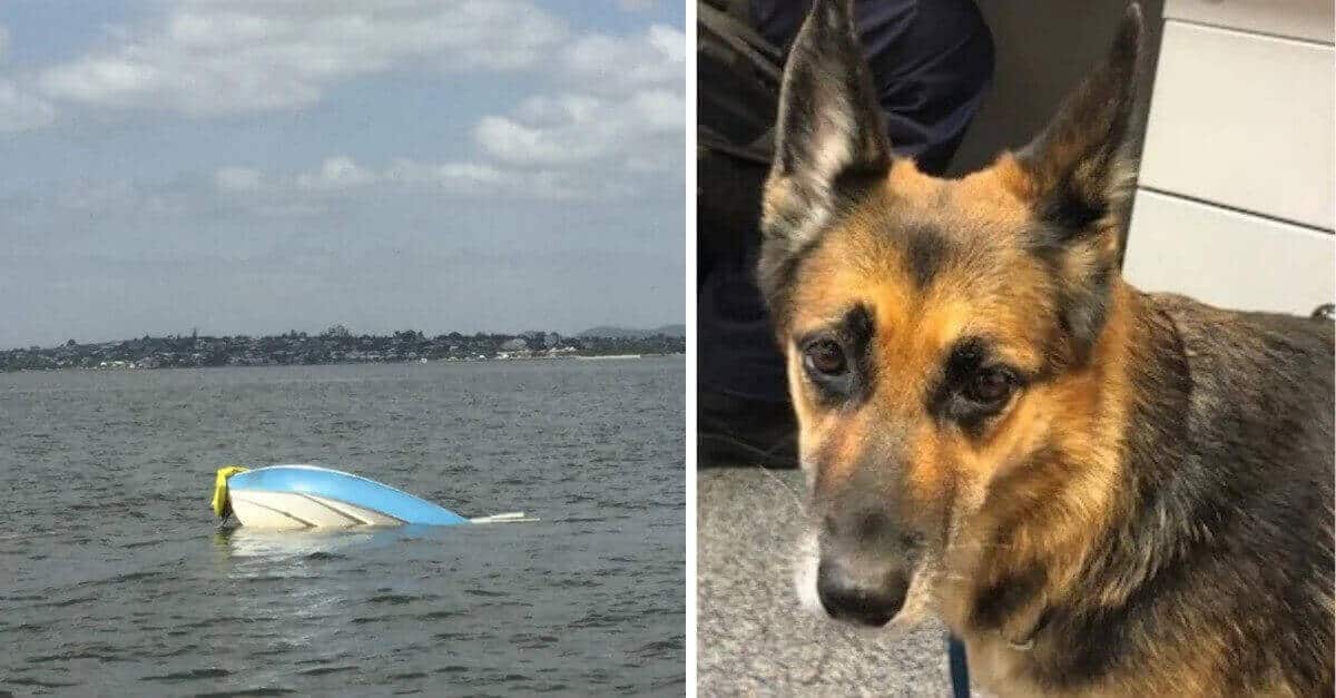 Il cane rimane in acqua per 11 ore dopo l’incidente in barca e salva la vita del proprietario