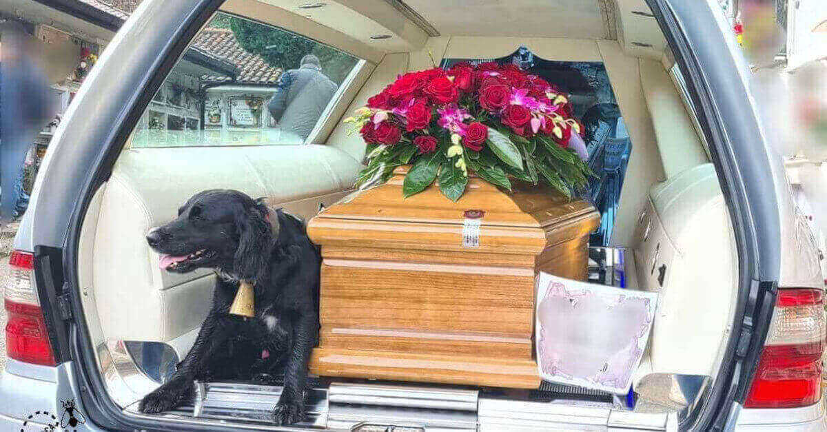 Il cane amorevole si rifiuta di lasciare la bara del proprietario durante il funerale