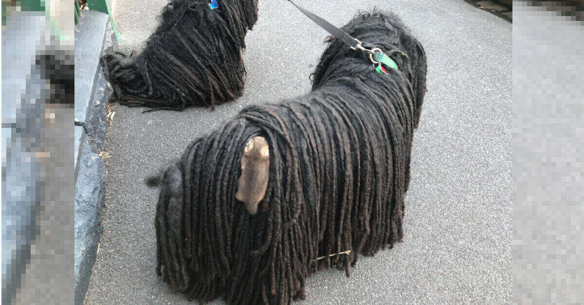 La donna trova un “clandestino” nel pelo del suo cane