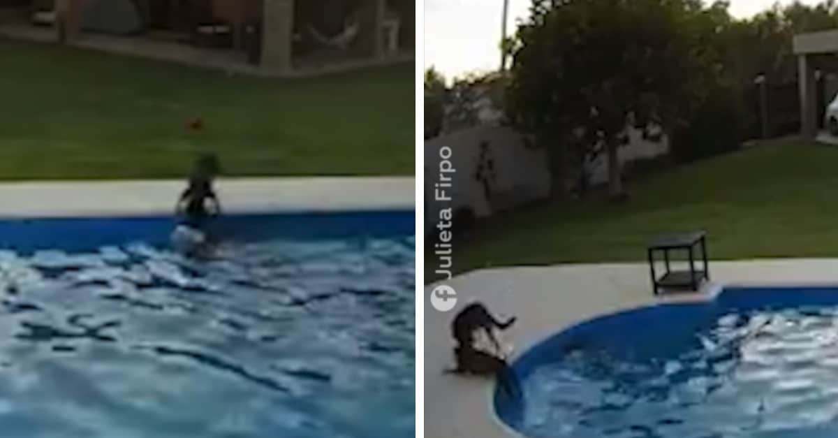 Un vero eroe! Un cane salva un altro cane cieco caduto in piscina
