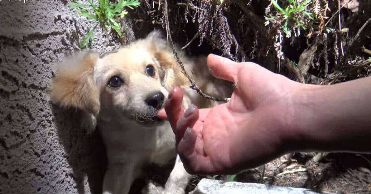 Danno un cucciolo ad una donna: quello che ne fa lascia tutti a bocca aperta