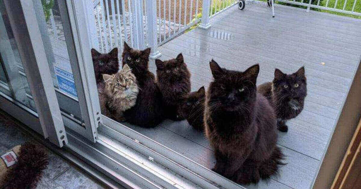 Come ho adottato un gattino randagio e come lei mi ha “ingannato” facendomi adottare tutti i suoi figli pian piano