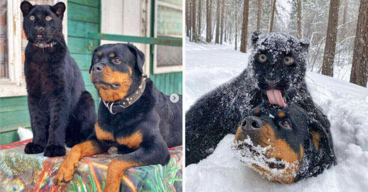 Una pantera nera abbandonata dalla madre conquista Internet dopo essere stata cresciuta con un Rottweiler