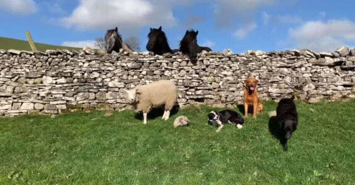 La pecora pensa di essere un cane e si comporta come tale. Il suo comportamento diventa virale