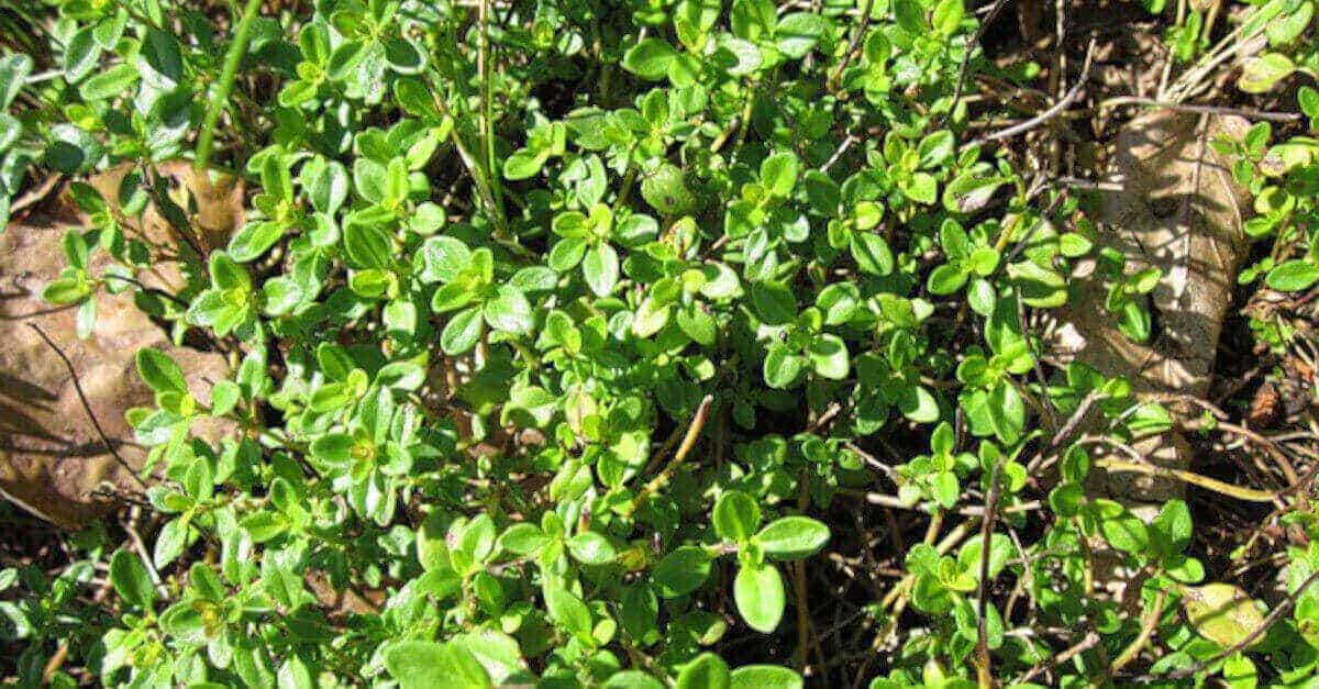 Cos’è il timo di limone e quali sono le sue proprietà