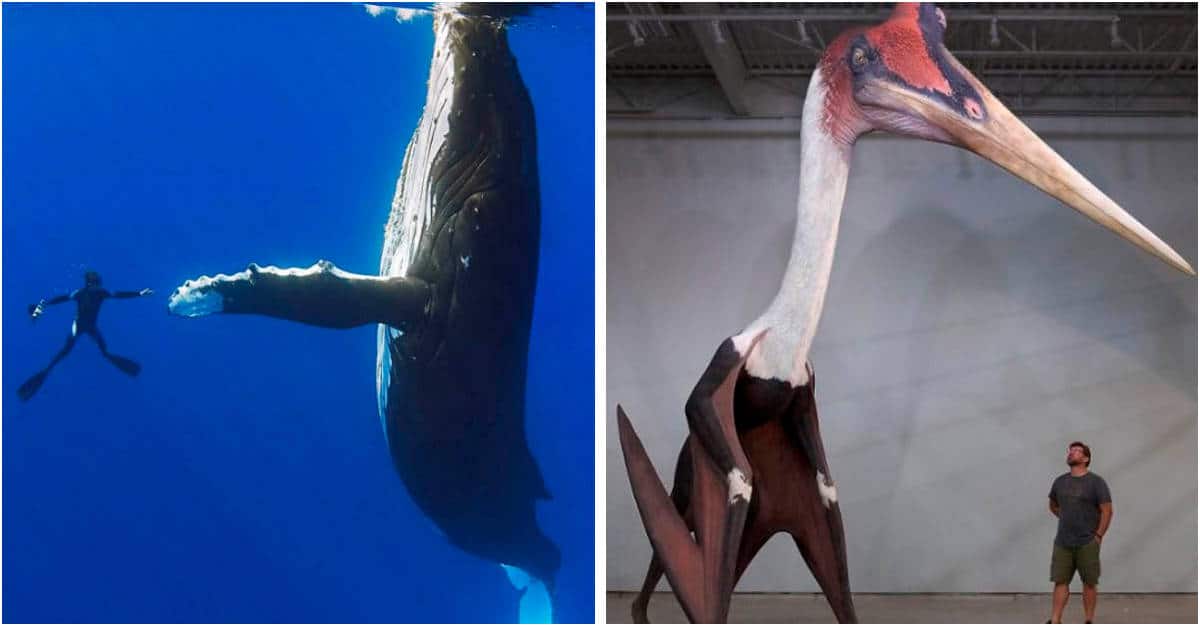 14 oggetti e animali più grandi di quel che si pensa