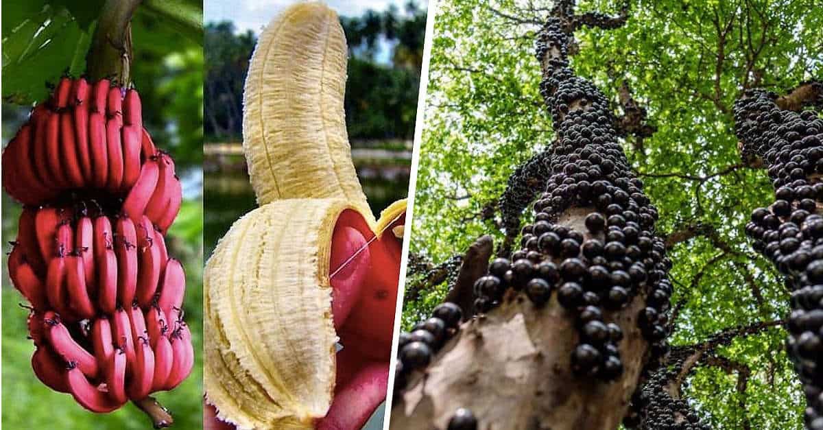 11 frutti rari ed esotici di cui probabilmente non hai mai sentito parlare prima