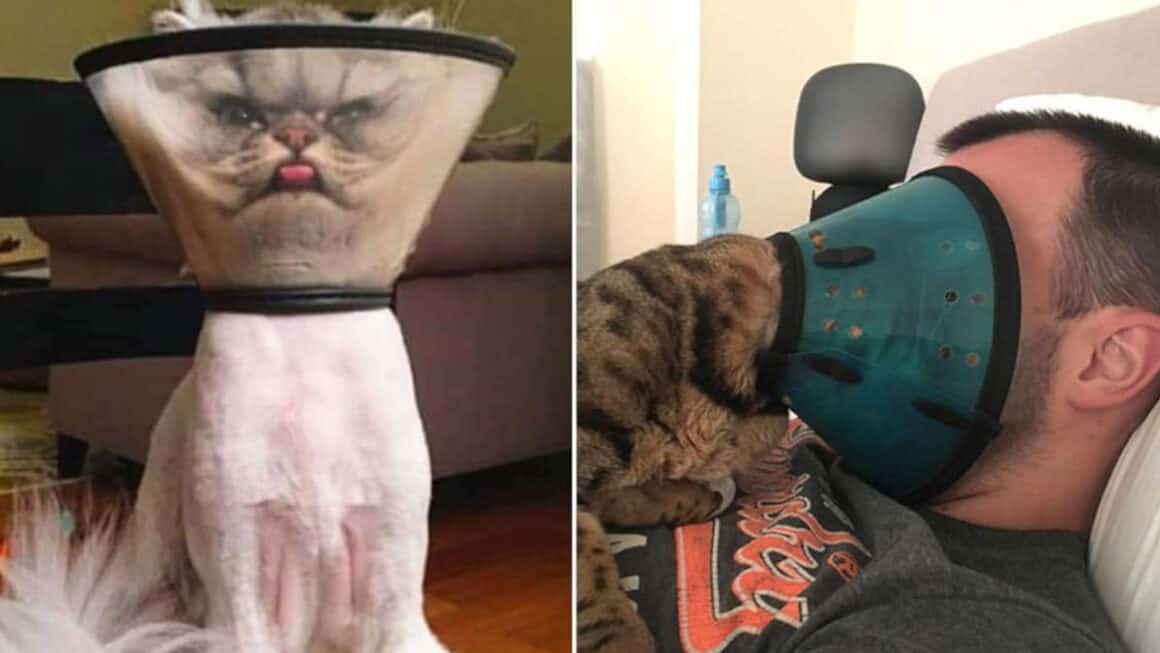 Collare Elisabettiano Per Gatti Fai Da Te