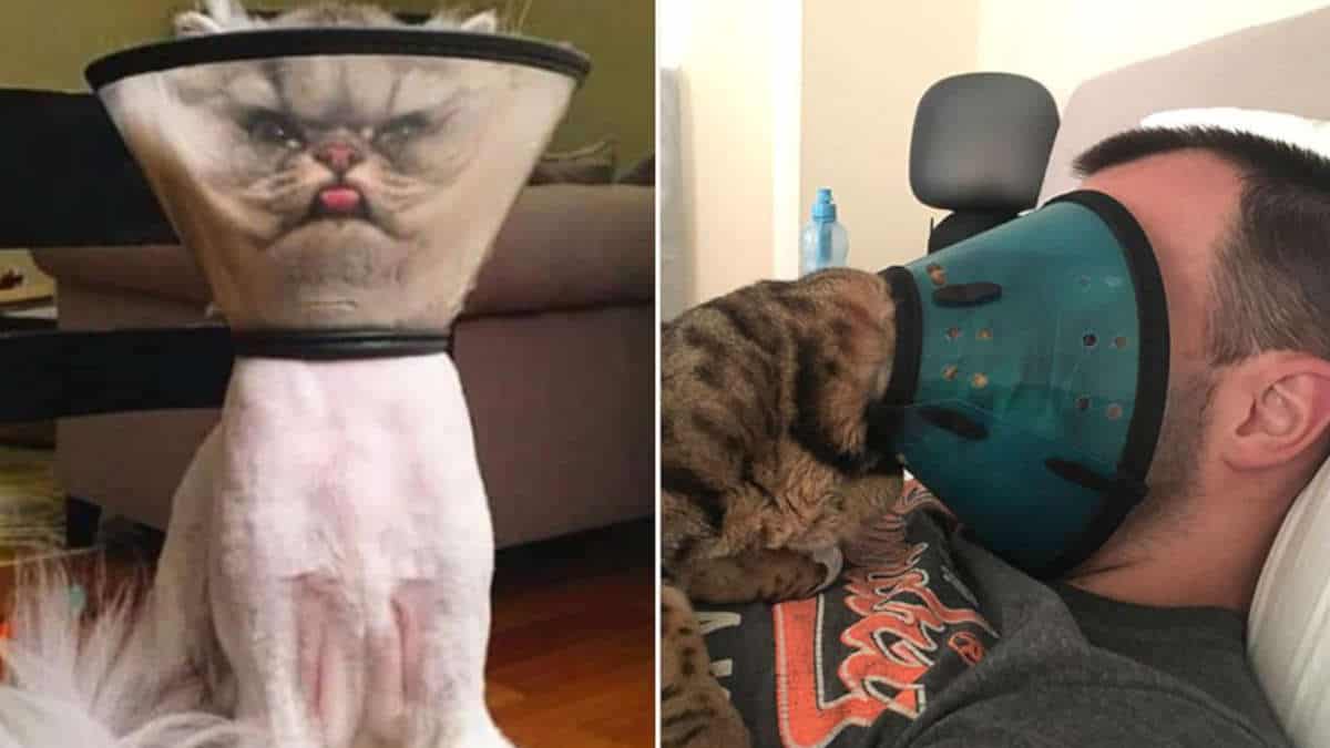 15 animali a cui non piace il “collare elisabettiano”