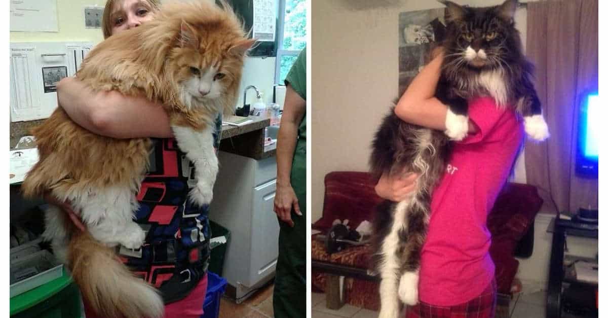 19 Foto di gatti Maine Coon che mostrano quanto possano diventare grandi