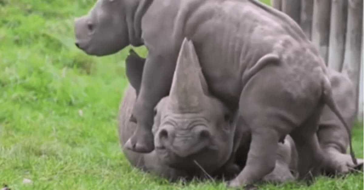 12 Adorabili cuccioli di animali che infastidiscono le loro madri