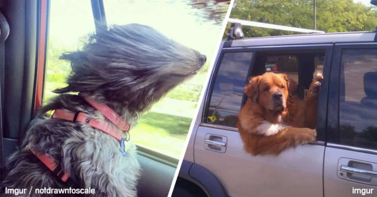 20 foto esilaranti di animali in viaggio