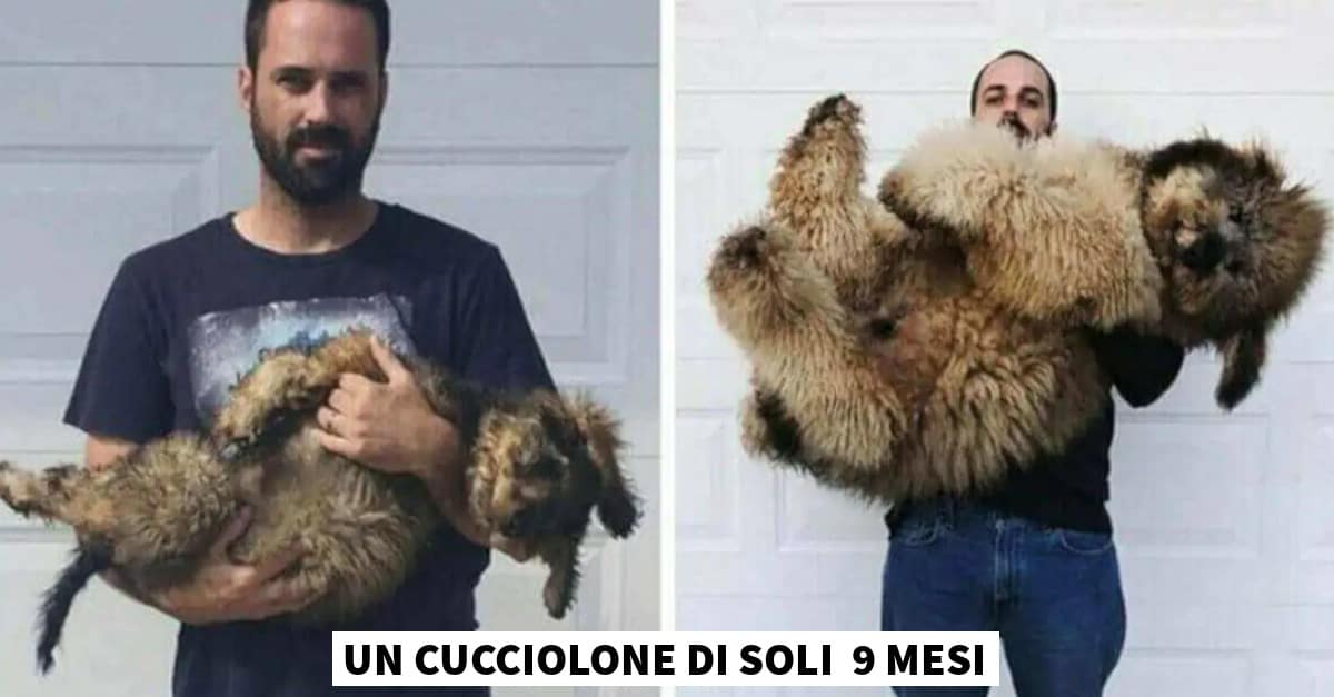 Questi 16 cani sono davvero cresciuti, ma nei cuori dei padroni sono ancora dei cucciolotti