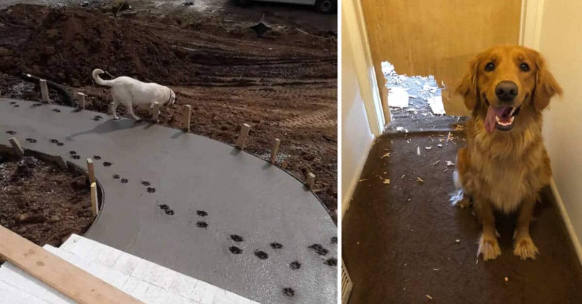 Beccati! 21 Animali trovati con le “zampe nel sacco”