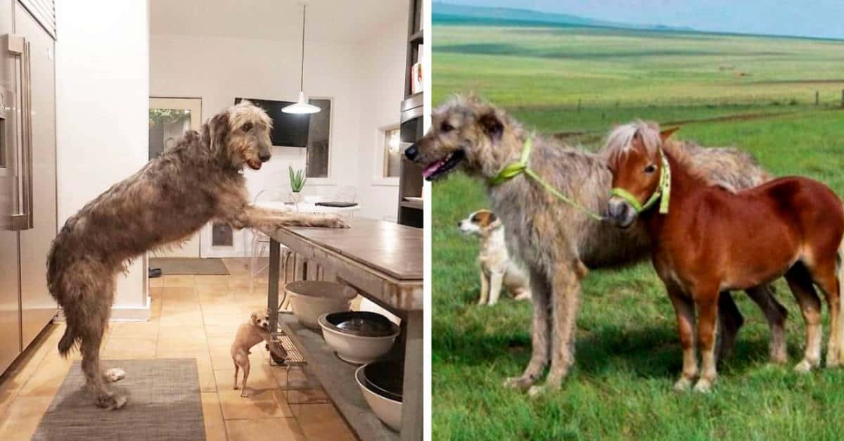 14 Levrieri irlandesi che non sono consapevoli della loro GRANDE taglia