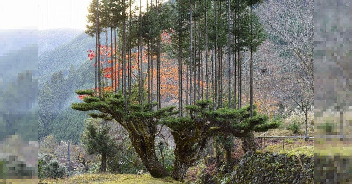 Daisugi: la millenaria tecnica giapponese per piantare alberi su alberi per ottenere il legno