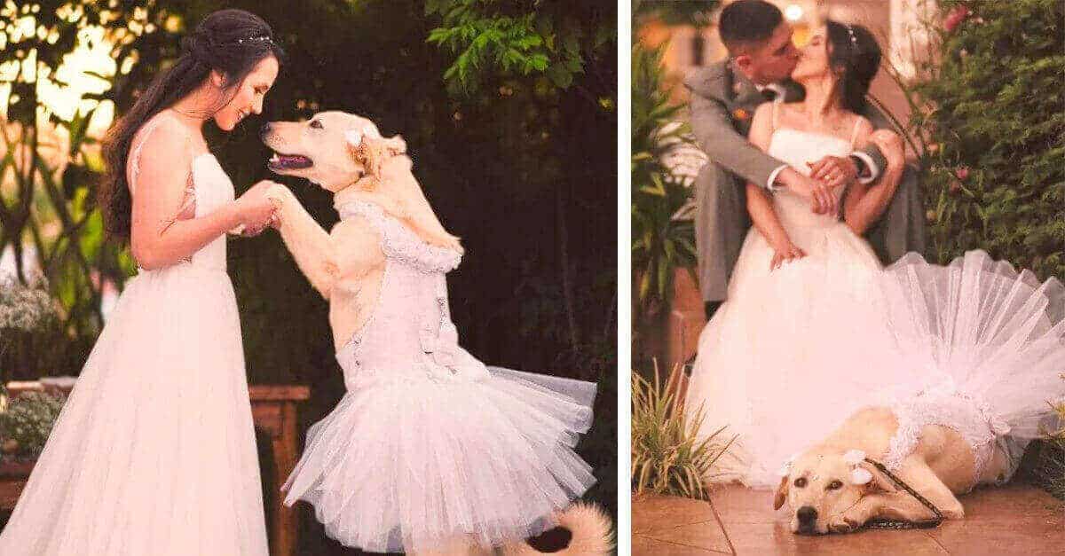 Che carino! Il cagnolino è la damigella d’onore al matrimonio della mamma umana