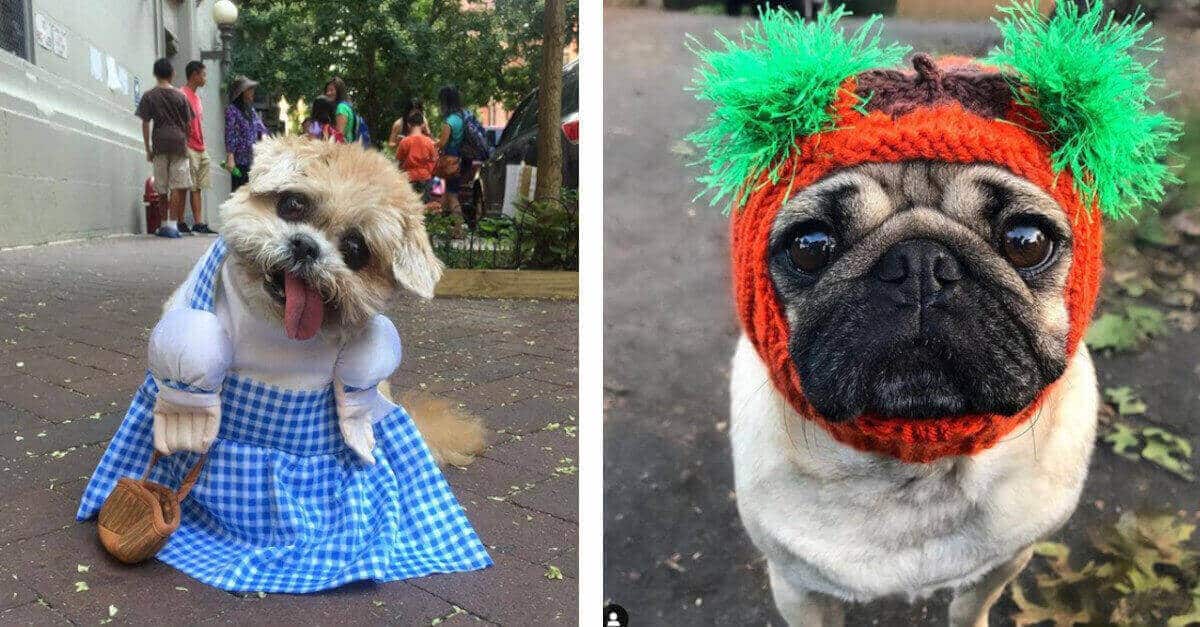 Influencer particolari: I 10 animali con più follower su Instagram