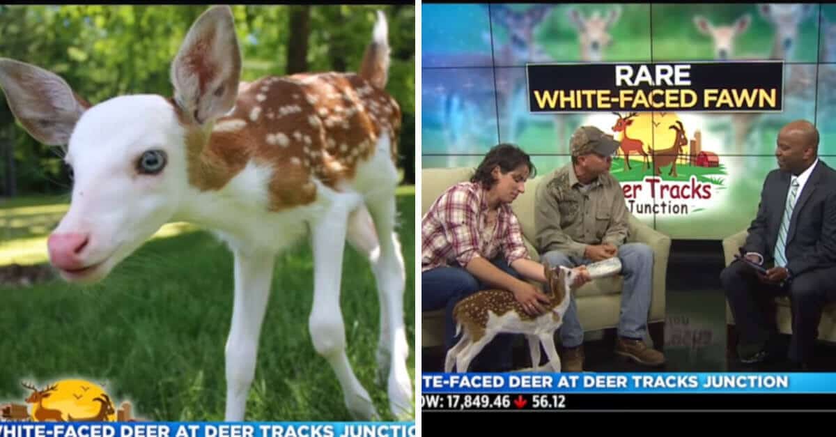 Cervo dà alla luce due gemelli, ma quando la mamma si rende conto che uno ha la faccia bianca lo rifiuta