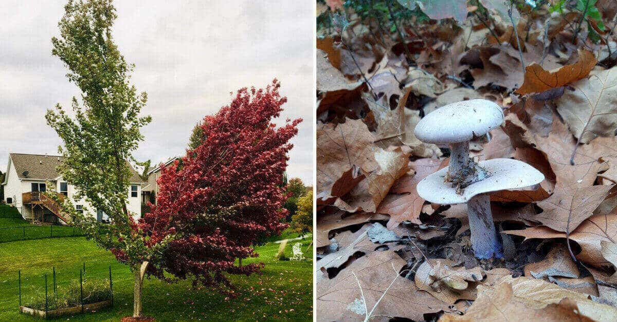 19 foto di “magie” della natura che spesso passano inosservate, ma che sono sorprendenti