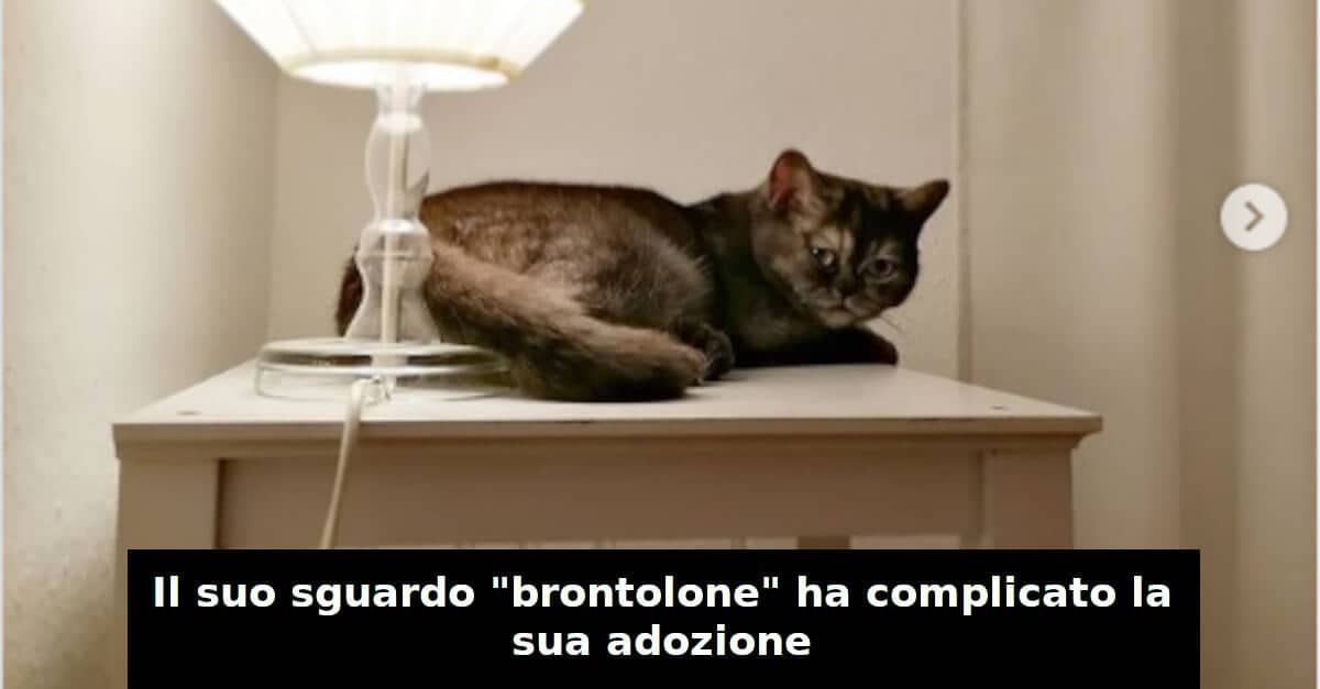 Un gattino, rifiutato per avere una faccia “scontrosa”, finisce per trovare una buona casa
