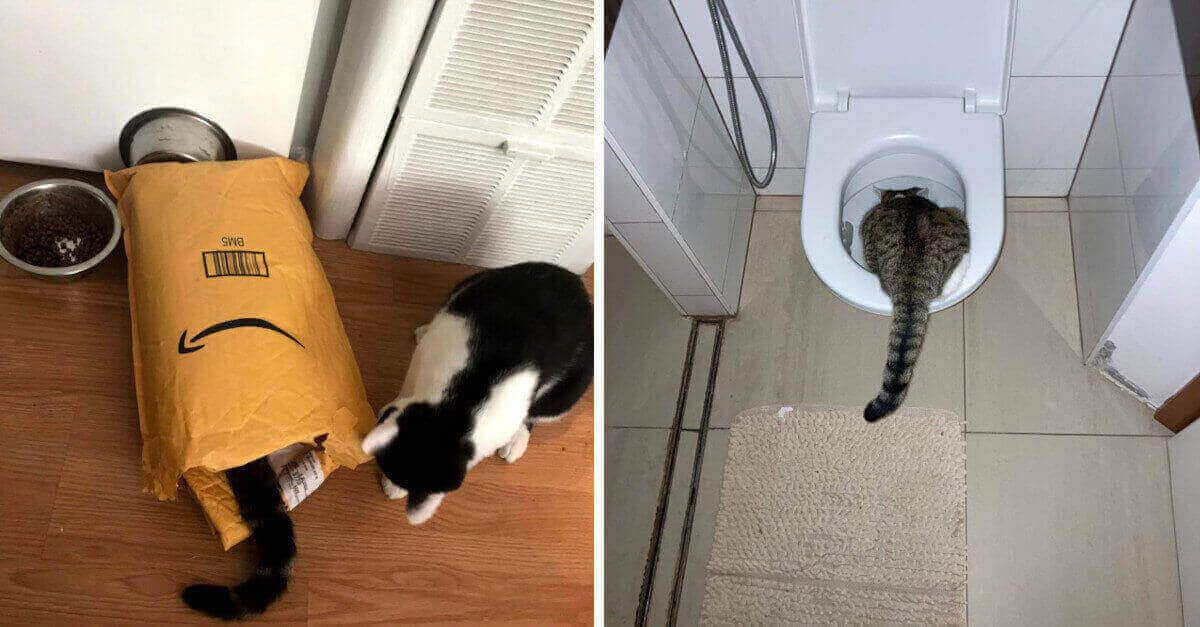 16 gatti che si sono cacciati in situazioni alquanto bizzarre