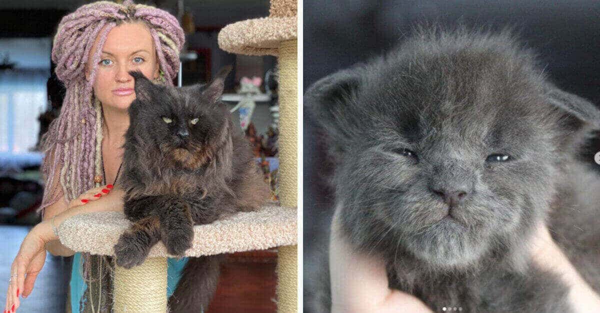 Il Maine Coon dà alla luce 5 gattini, tutti hanno una faccina un po’ scontrosa!