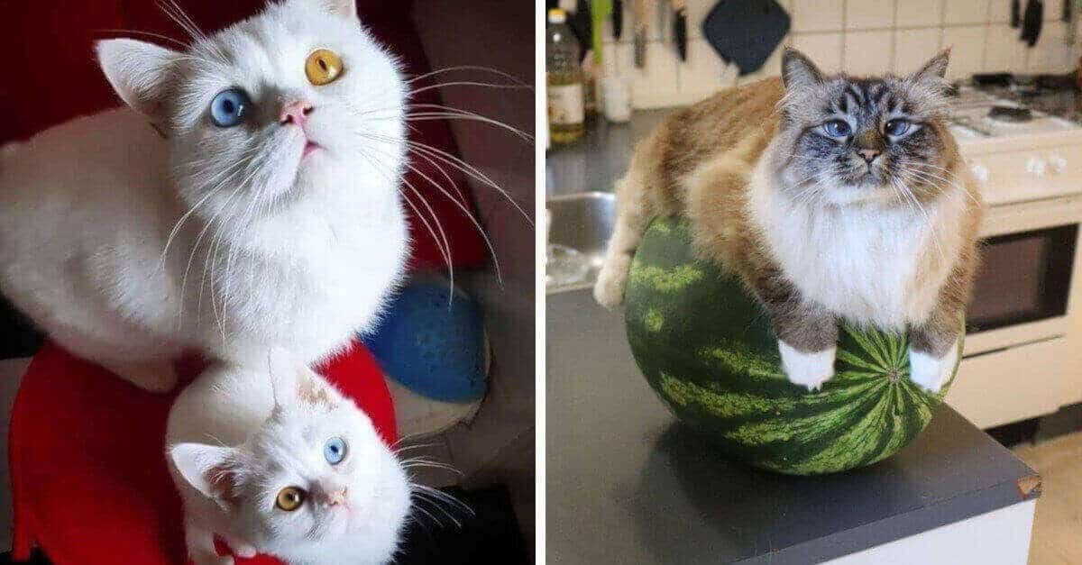 13 divertenti foto di gatti che miglioreranno la tua giornata