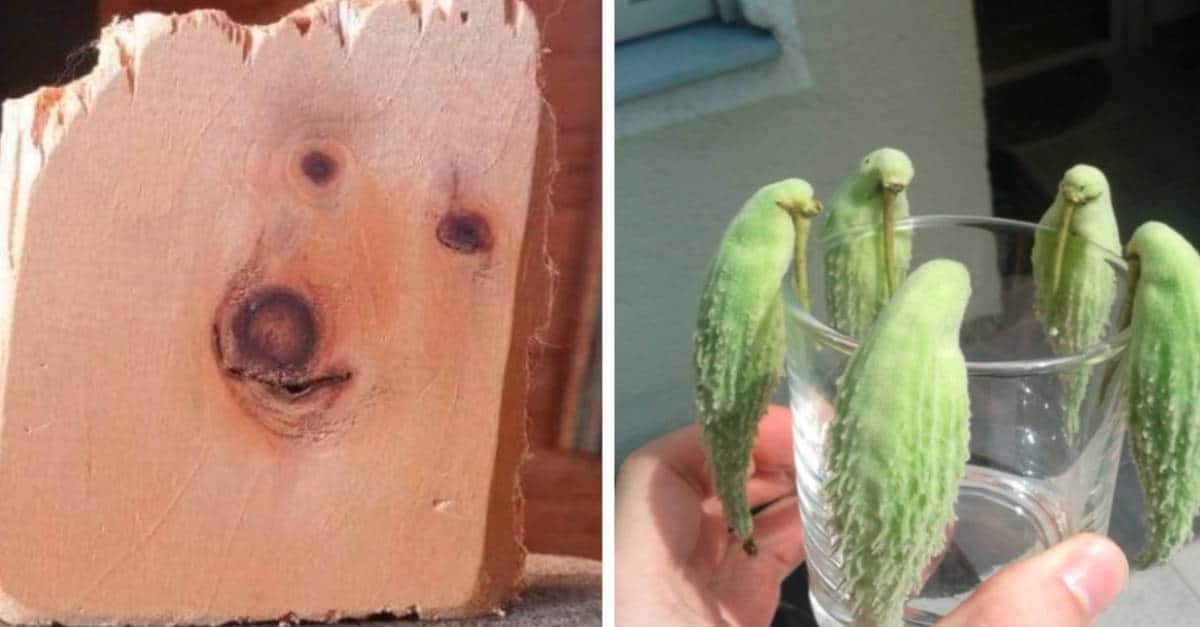 Immagini che ingannano il cervello: 14 Foto che dovrai guardare due volte prima di poterle capire