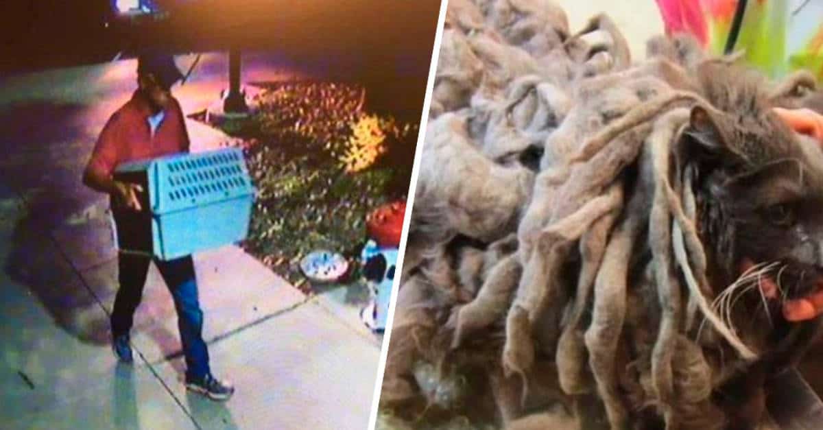 Abbandonano un enorme bolo di pelo e scoprono che era un gatto malconcio