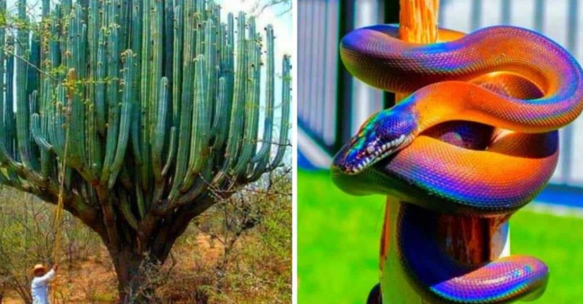 17 Foto che mostrano la natura come non l’abbiamo mai immaginata