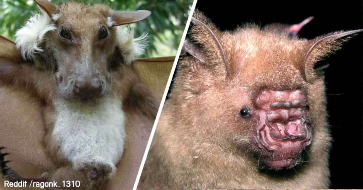 11 specie di pipistrelli che danno una visione completamente diversa della loro specie